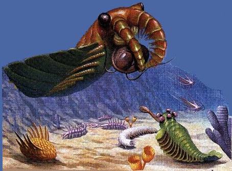 Anomalocaris and other Burgess Fauna - click for more explanation