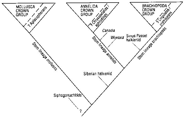 Possible evolutionary relationships